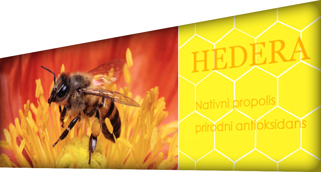 Hedera - nativni propolis